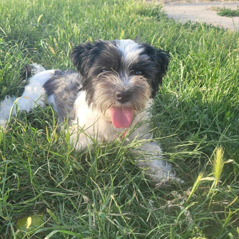 Maya, adopterad via Ohana