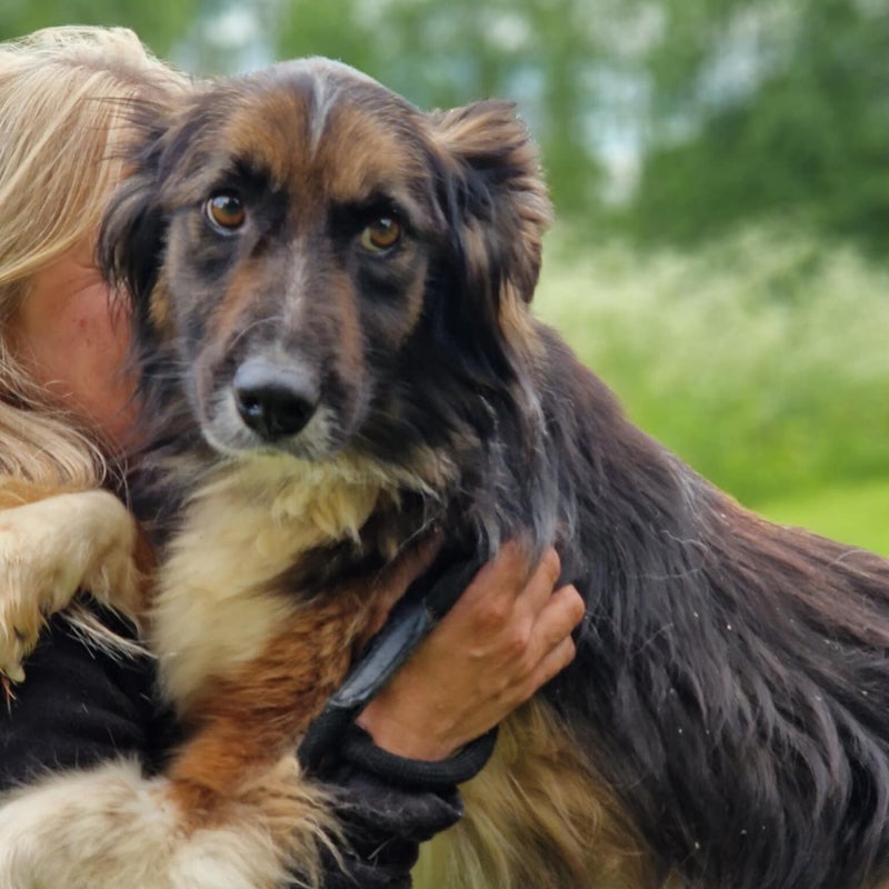 Meya, adopterad via Ohana
