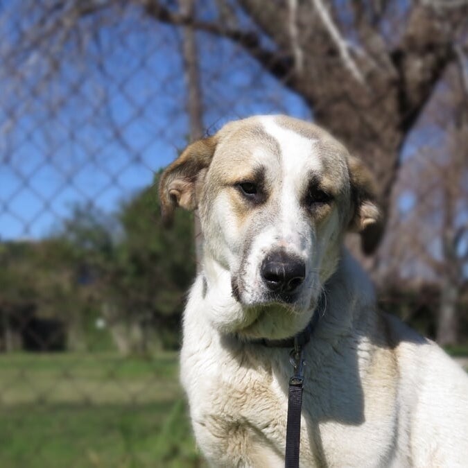 Miffy, adopterad via Ohana