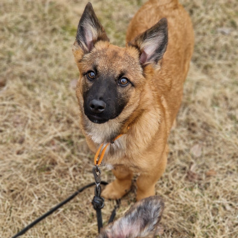 Milly, adopterad via Ohana