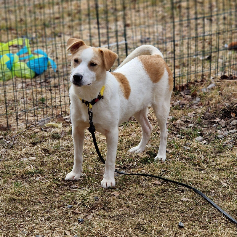 Milou, adopterad via Ohana