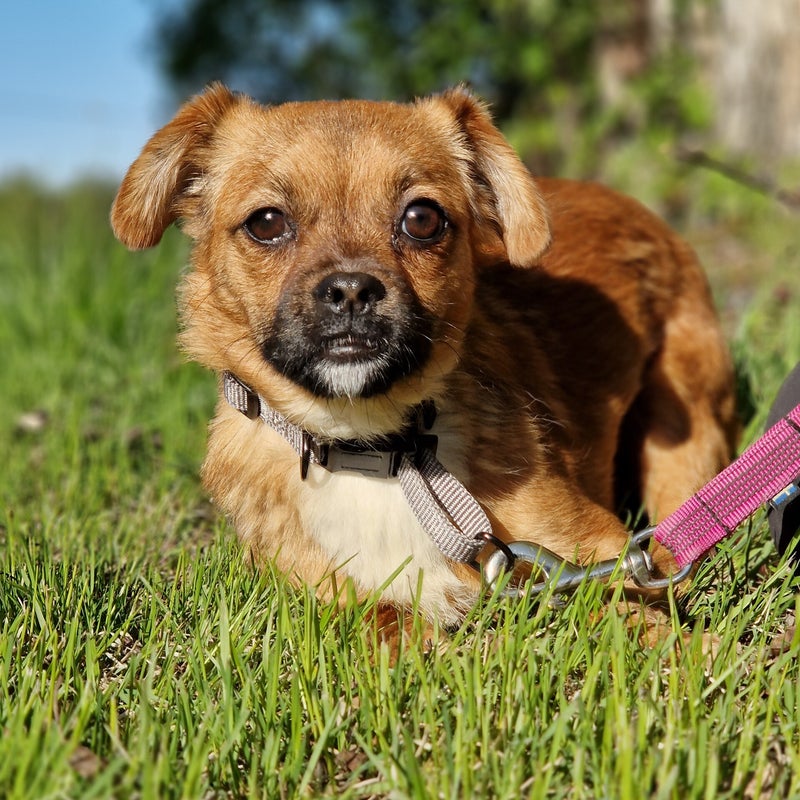 Mimmi, adopterad via Ohana