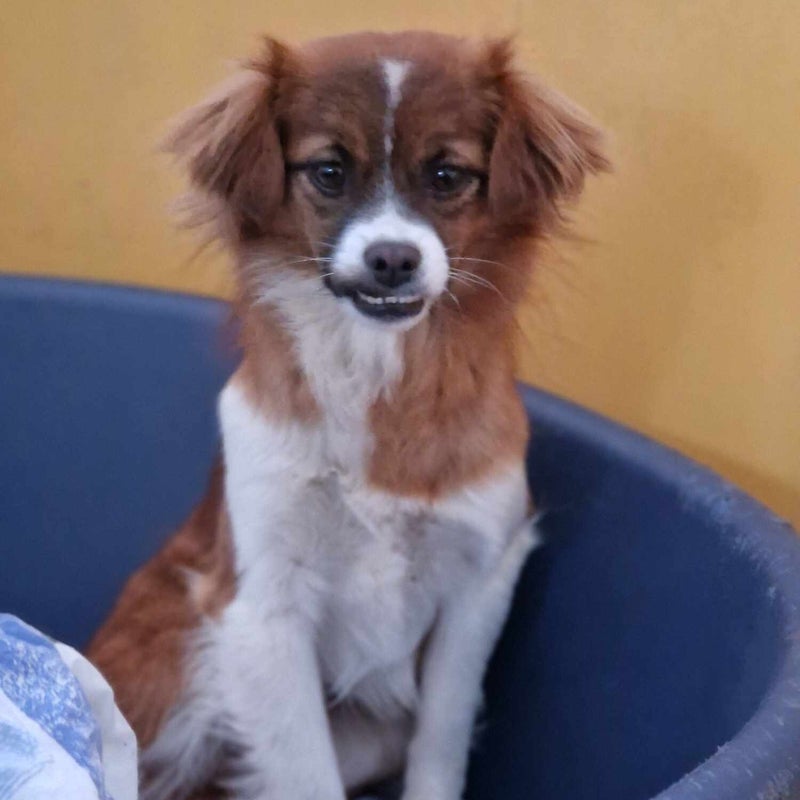 Minnie, adopterad via Ohana