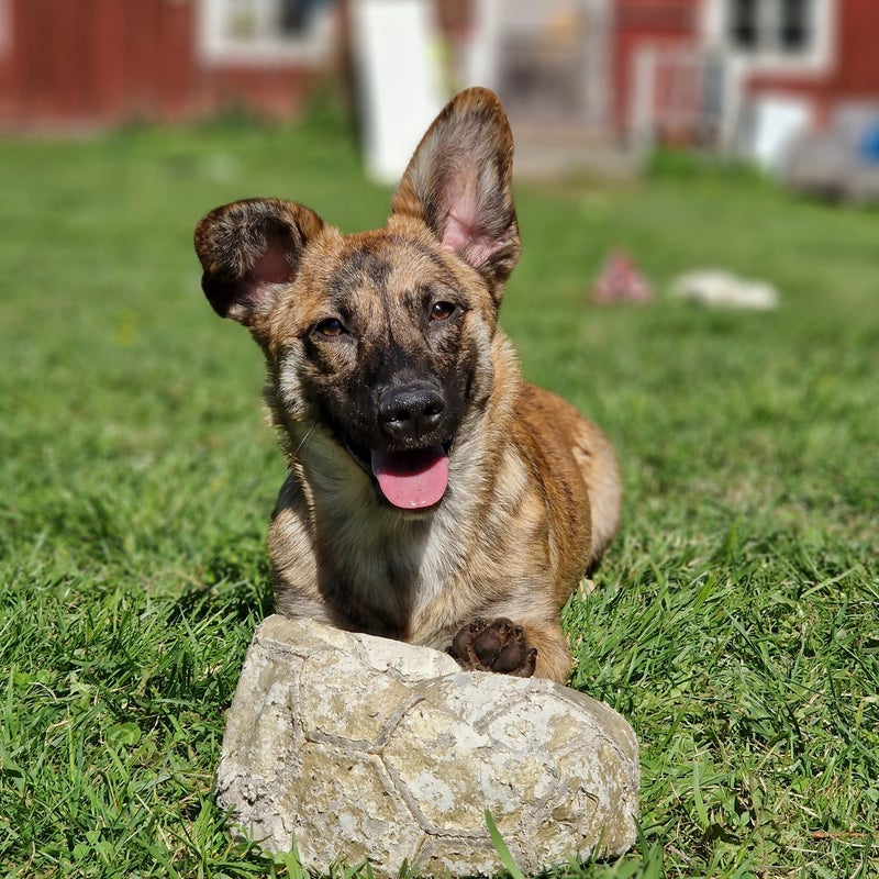 Mixta, adopterad via Ohana