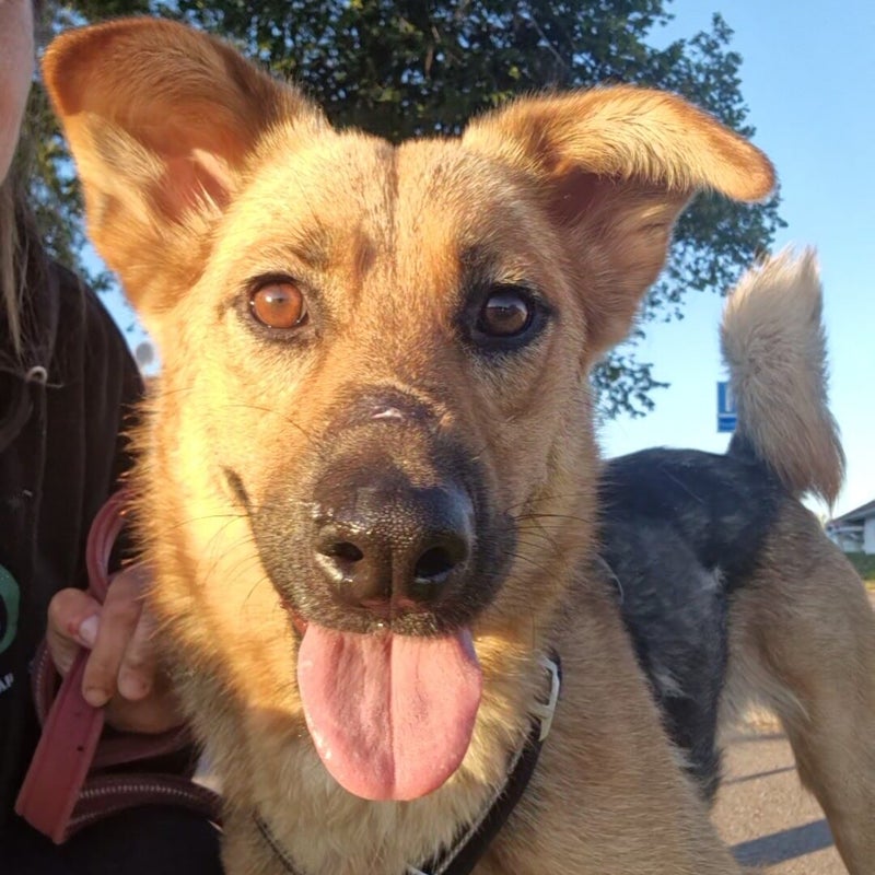 Nellie, adopterad via Ohana