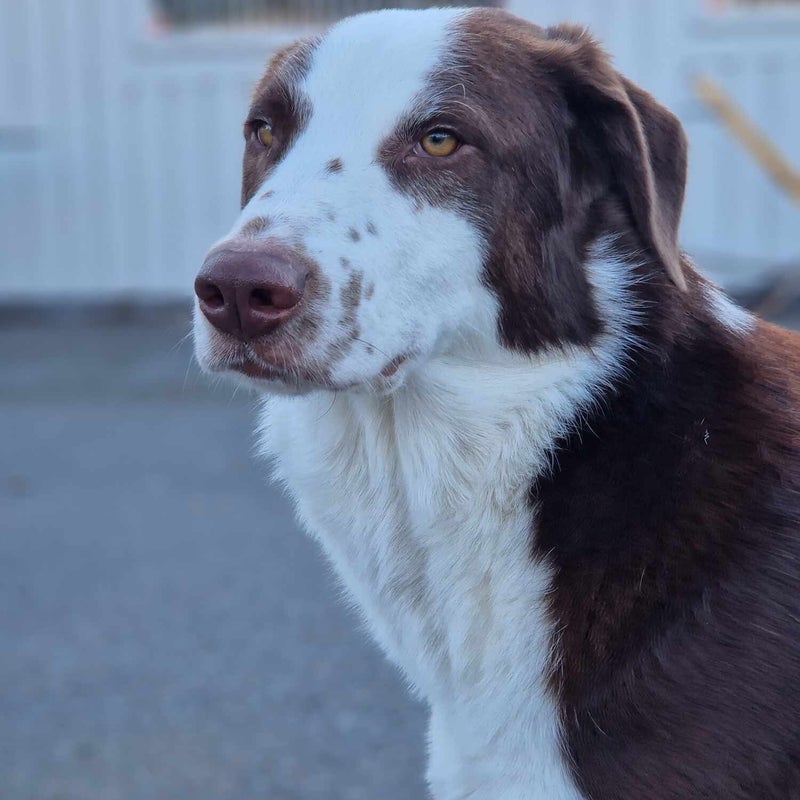 Norris, adopterad via Ohana