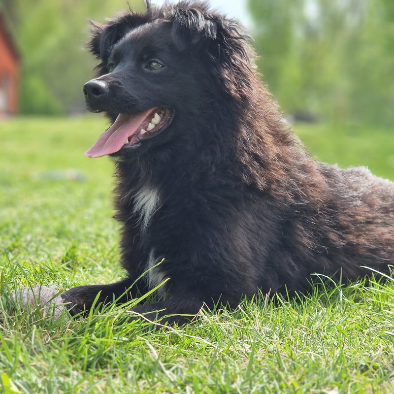 Otto, adopterad via Ohana
