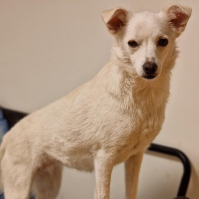 Pärlan, adopterad via Ohana