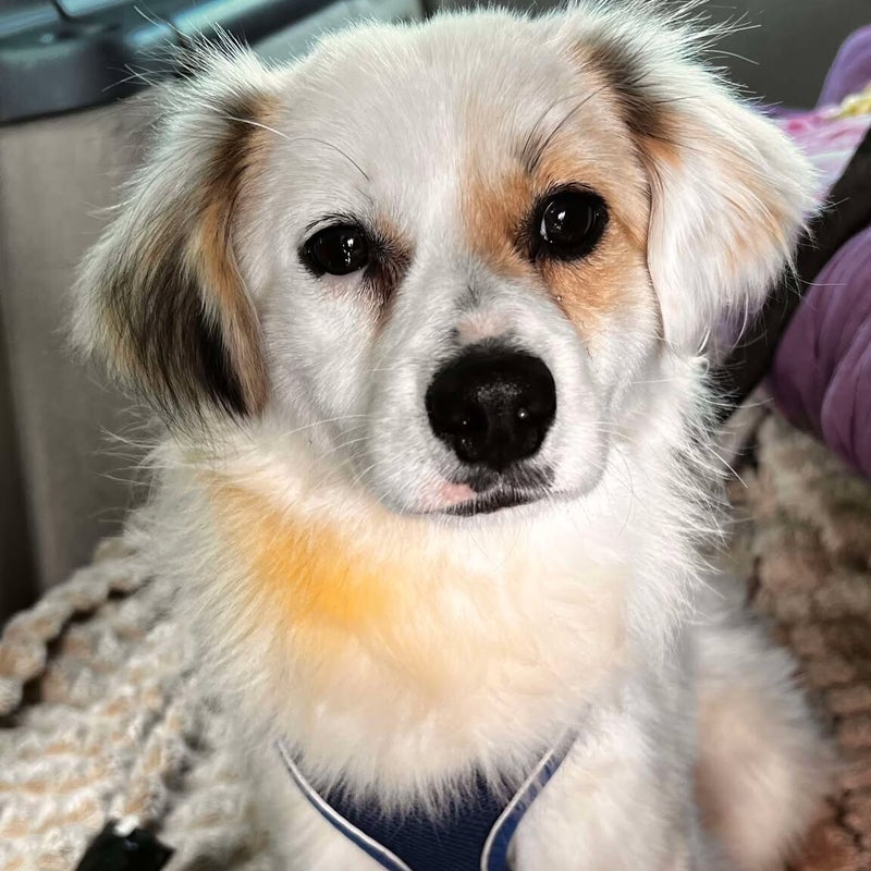 Pepsi (Virgil), adopterad via Ohana