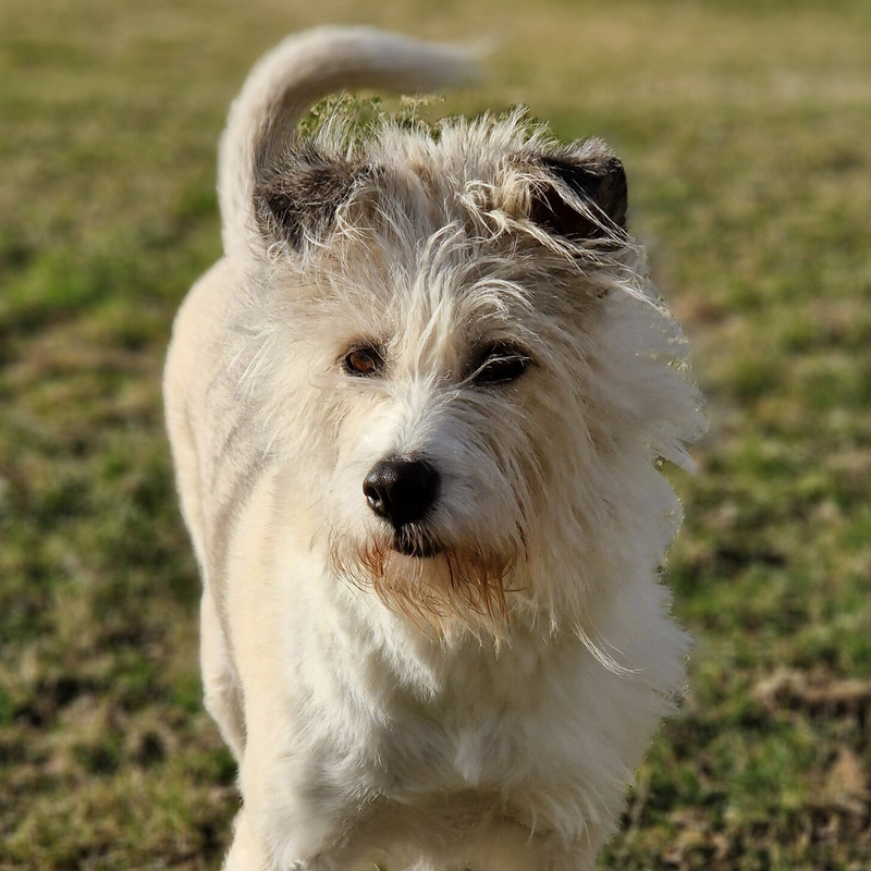 Platka (Abby), adopterad via Ohana