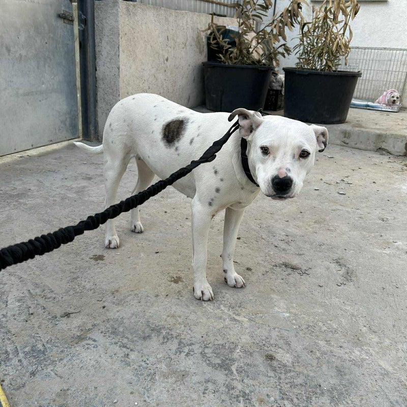 Siri (Perla), adopterad via Ohana