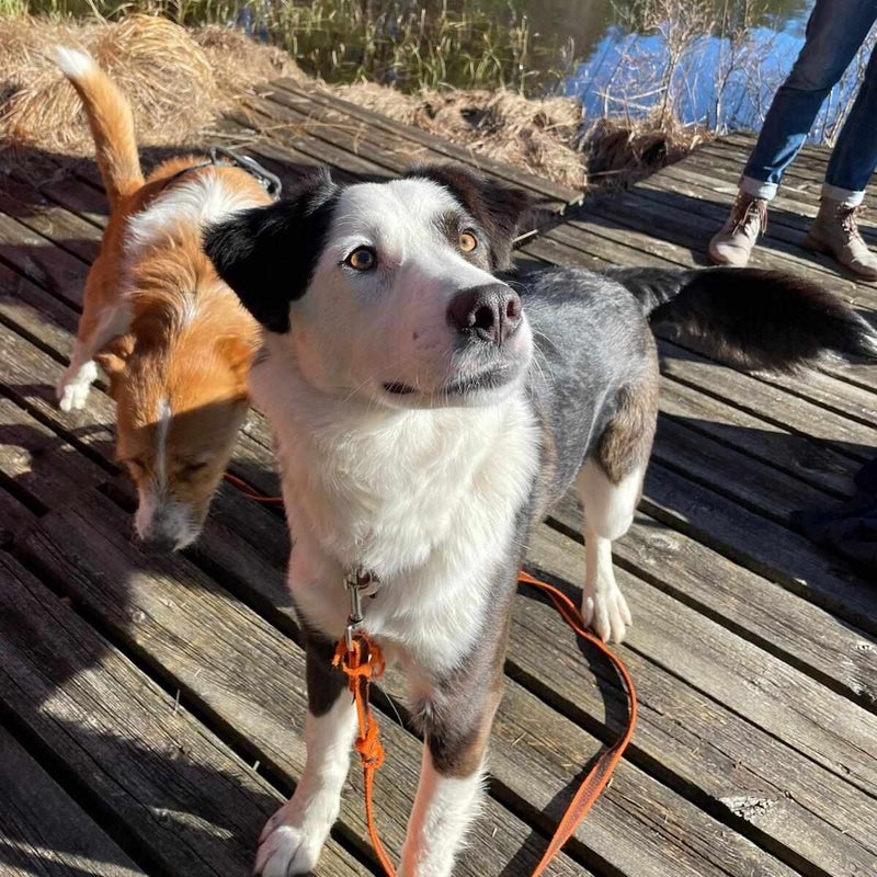 Sonja, adopterad via Ohana