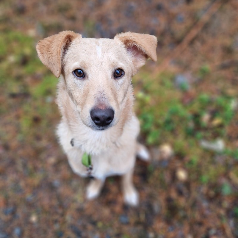 Teddy, adopterad via Ohana