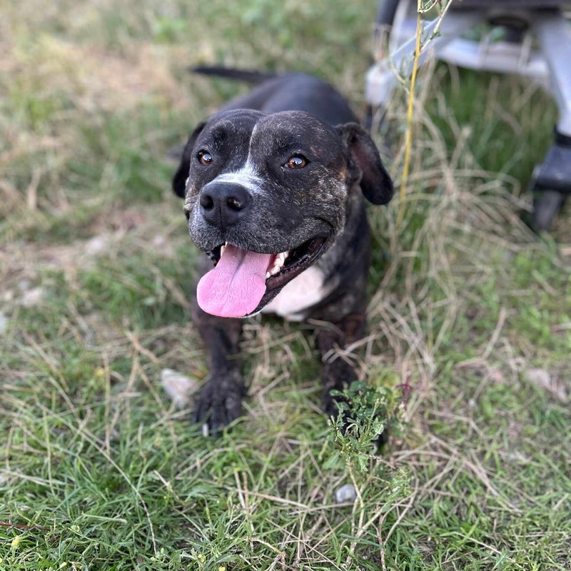 Tera, adopterad via Ohana