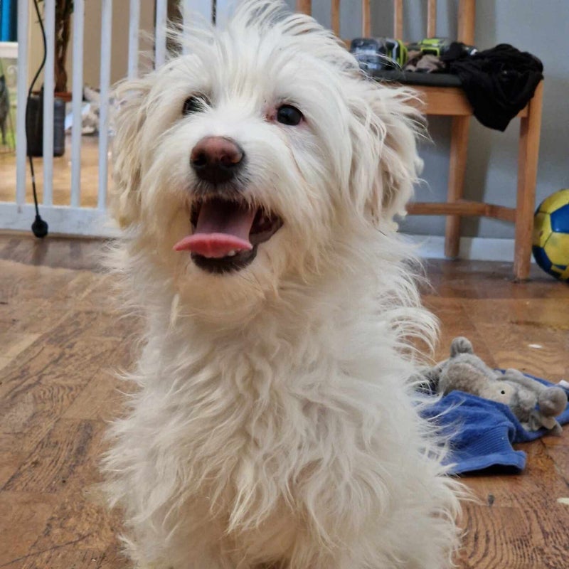 Trassel (Molle), adopterad via Ohana