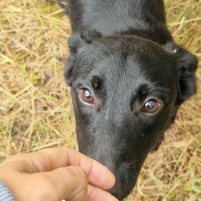 Ulla (Zelda), adopterad via Ohana