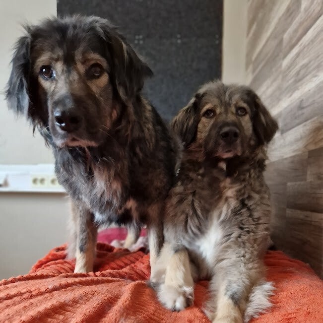 Unja & Vaja (Alma & Alice), adopterad via Ohana