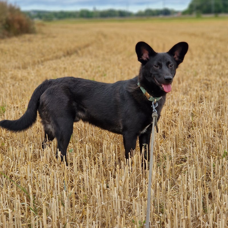Wicky (Kaj), adopterad via Ohana