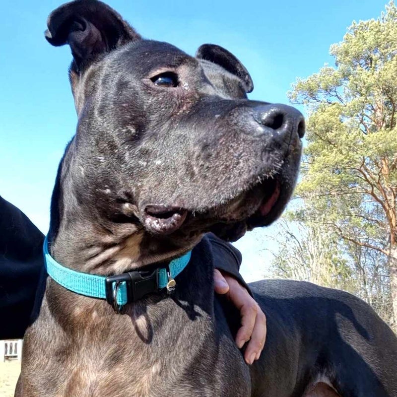 Yaya, adopterad via Ohana