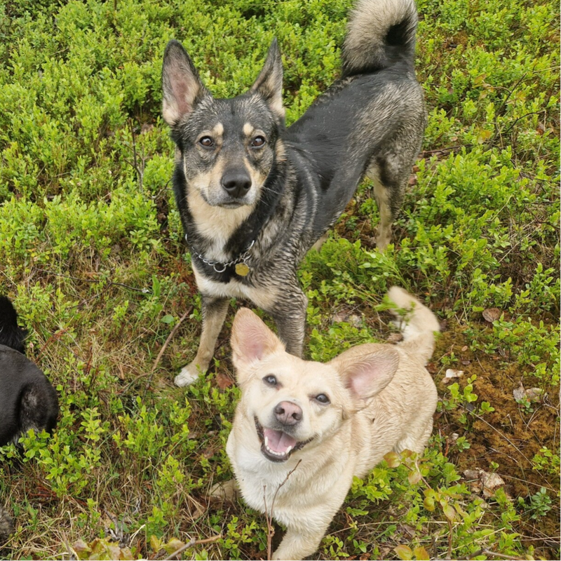 Ammie & Nala, adopterad via Ohana