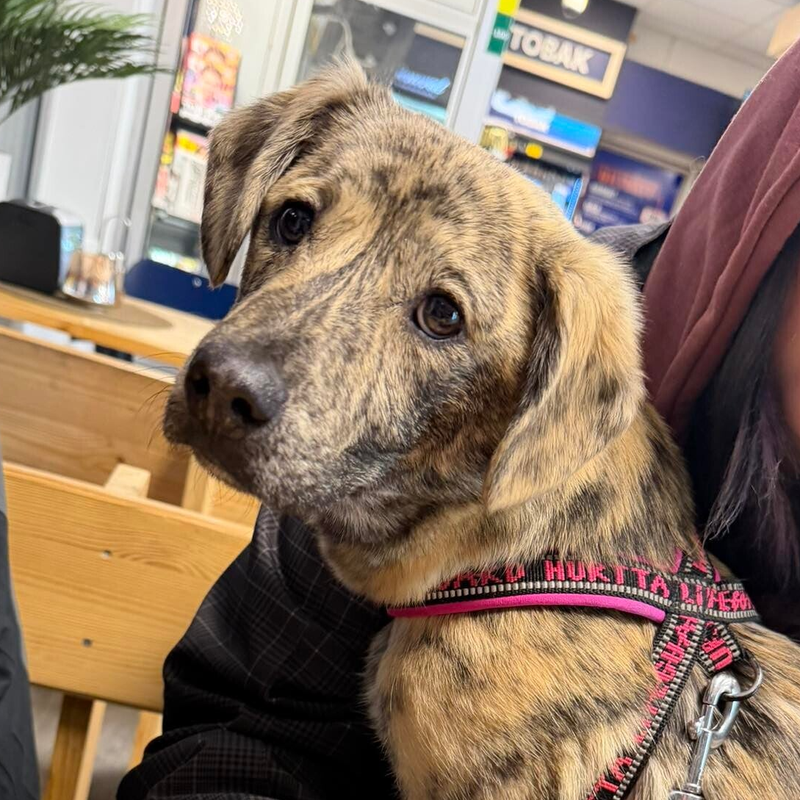 Baloo, adopterad via Ohana