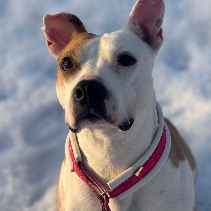 Champis, adopterad via Ohana