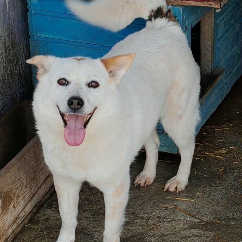 Chiyo, adopterad via Ohana