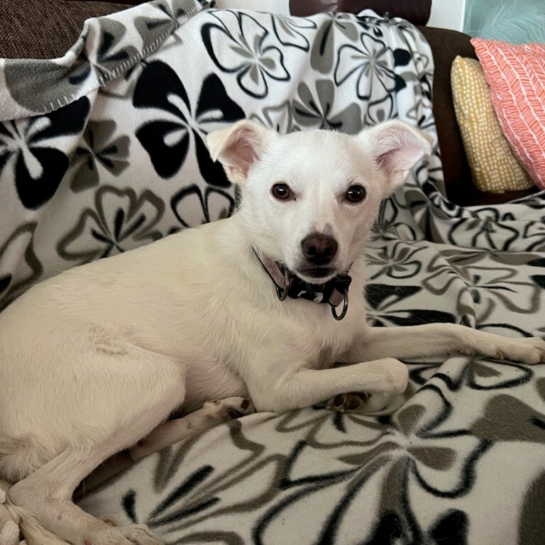 Daisy (Pärlan), adopterad via Ohana