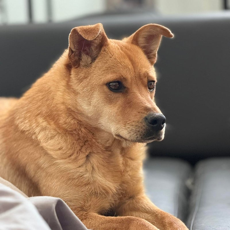 Delilah, adopterad via Ohana