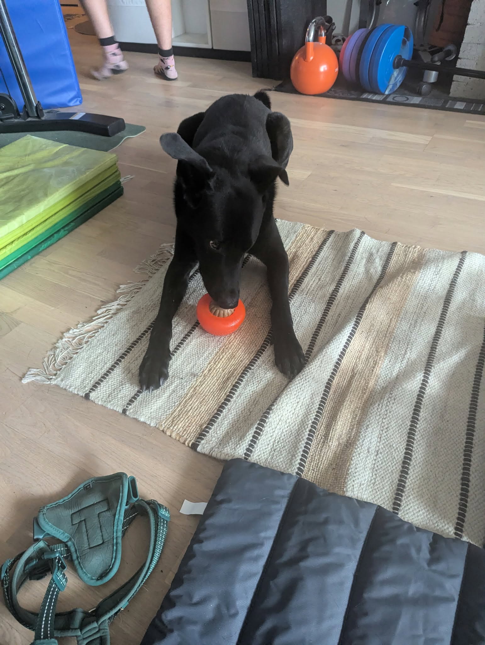 Drago, adopterad via Ohana