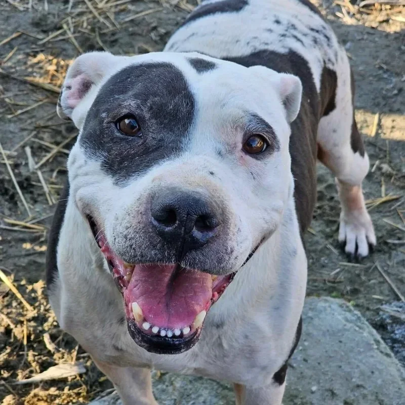 Ellie, adopterad via Ohana