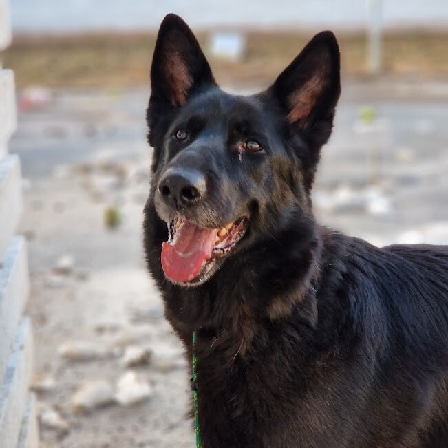 Flax, adopterad via Ohana