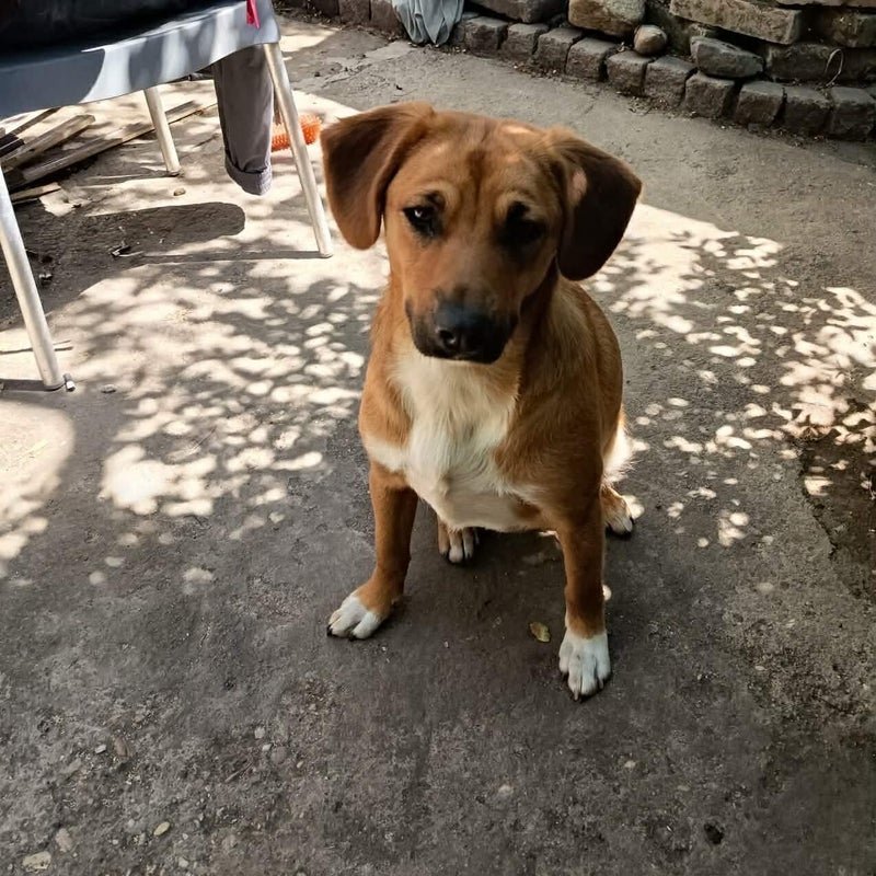Leia (Remy), adopterad via Ohana