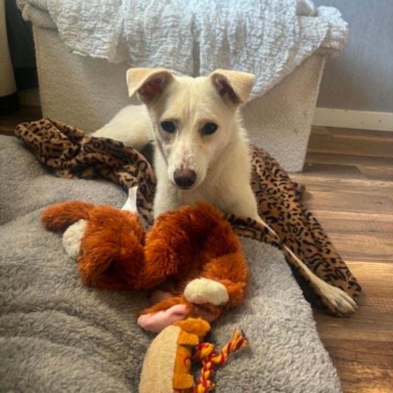 Lomi (Snow), adopterad via Ohana