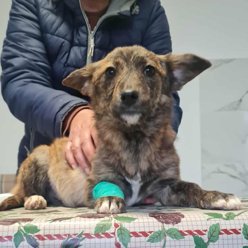 Lusen (Lulu), adopterad via Ohana