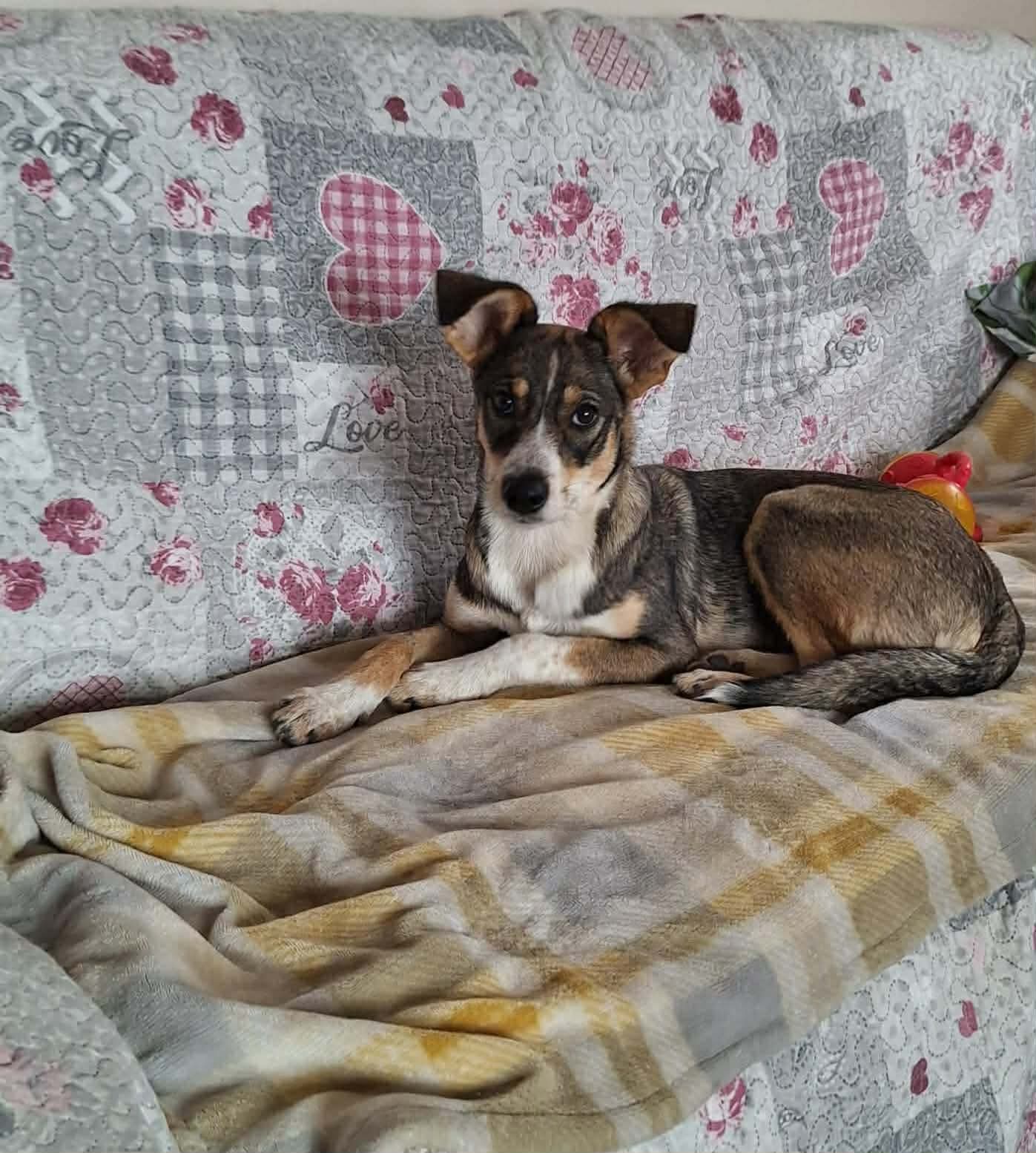 Maya, adopterad via Ohana
