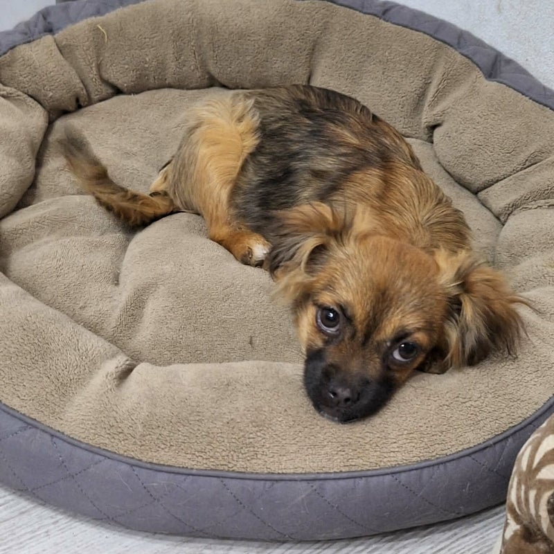 Mildred, adopterad via Ohana
