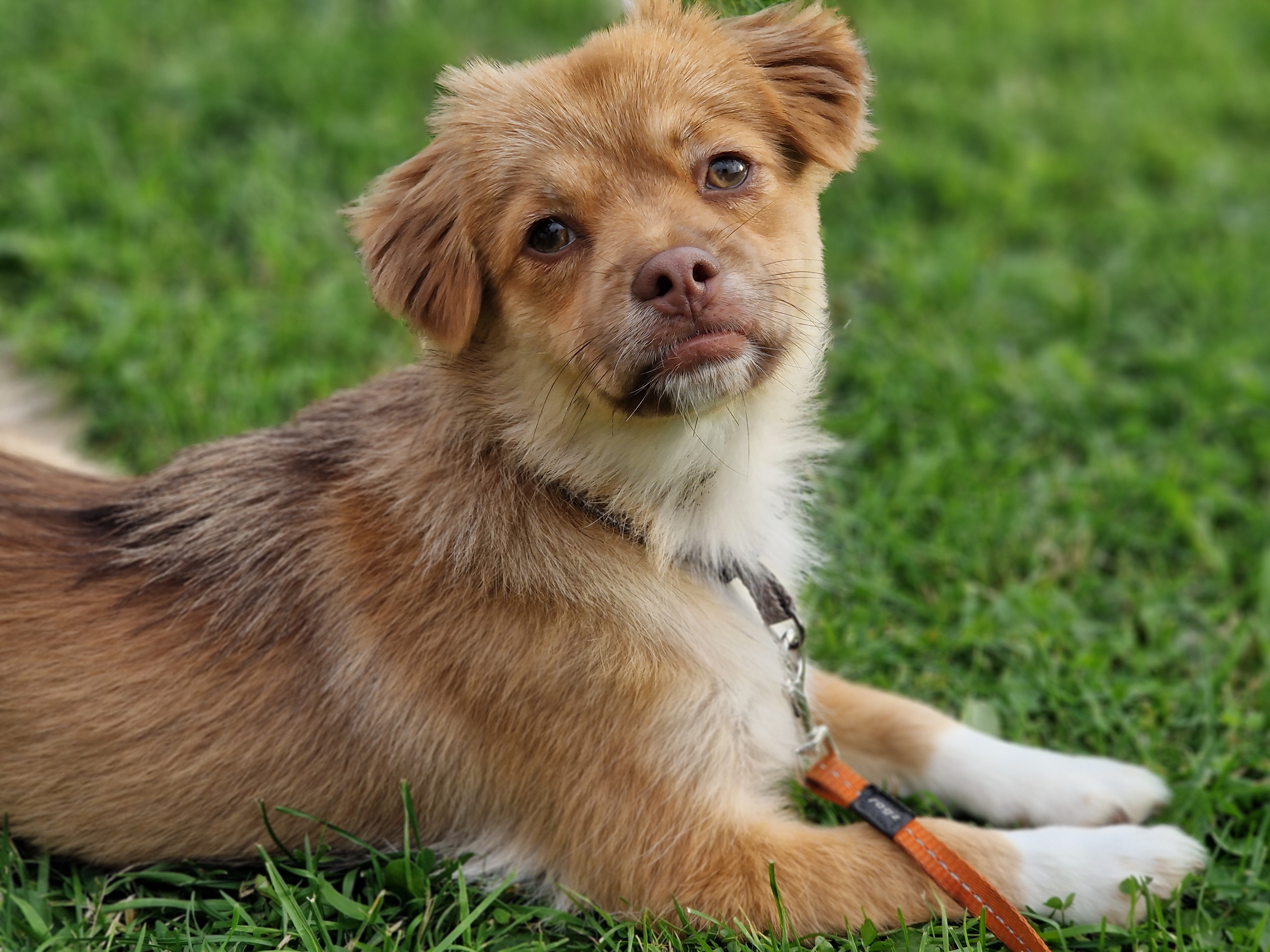 Mira, adopterad via Ohana