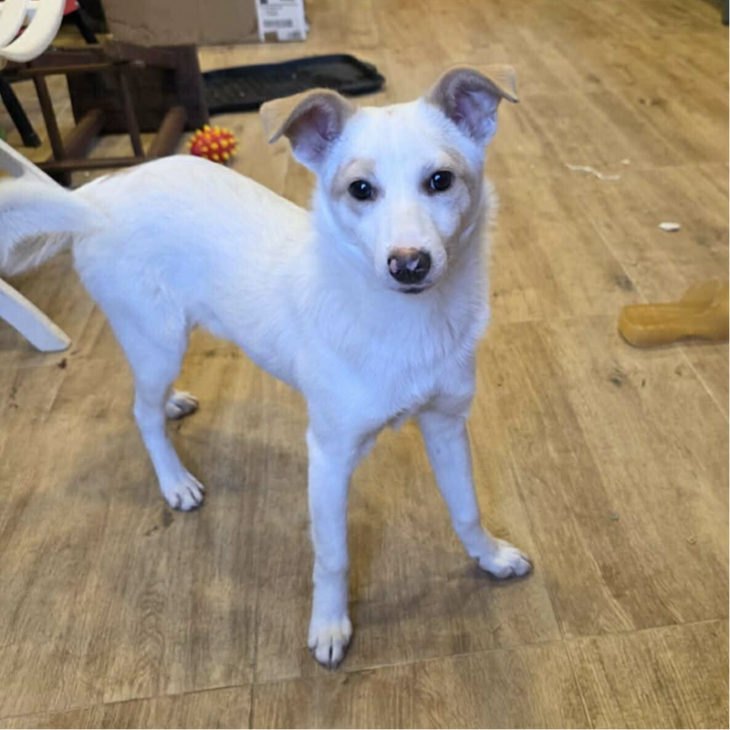 Mocha, adopterad via Ohana