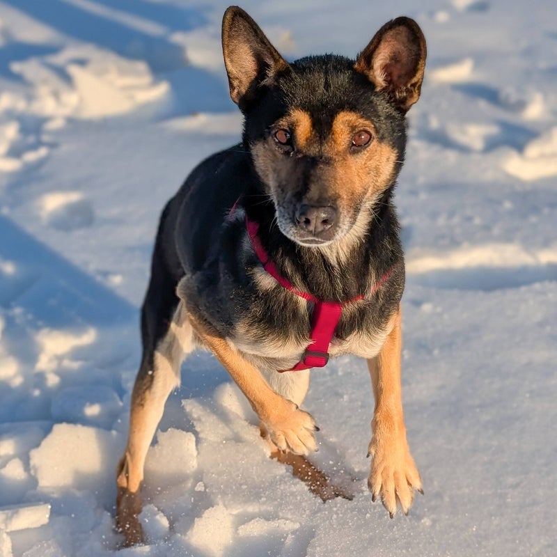Nero, adopterad via Ohana