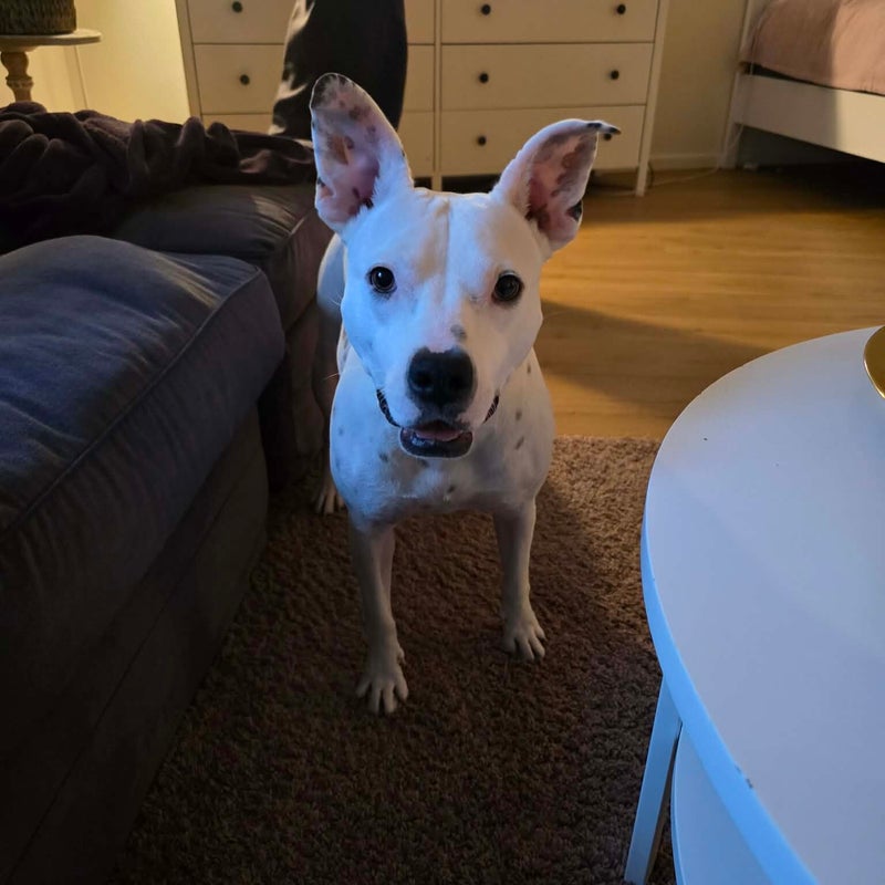 Siri (Perla), adopterad via Ohana
