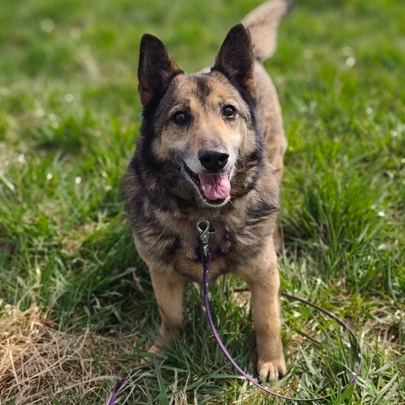 Smyk, adopterad via Ohana