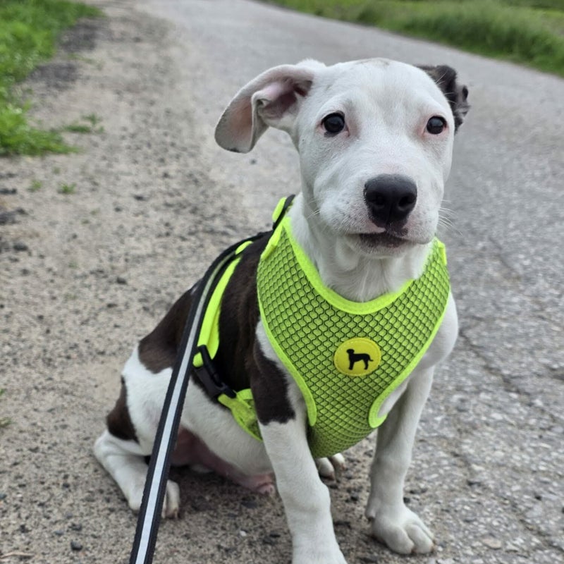 Snusen, adopterad via Ohana