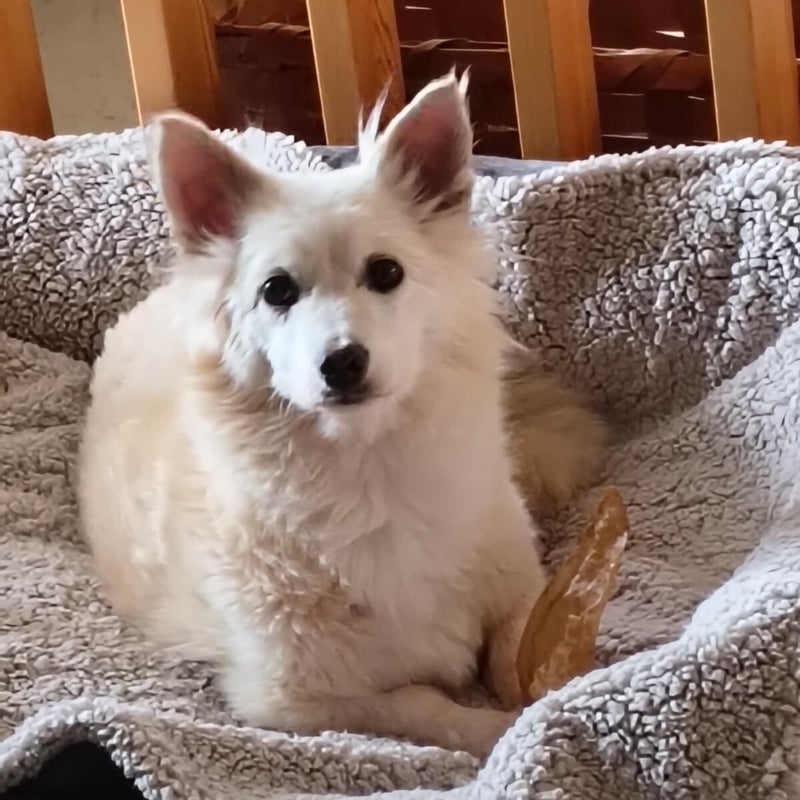 Tootsie (Lili), adopterad via Ohana