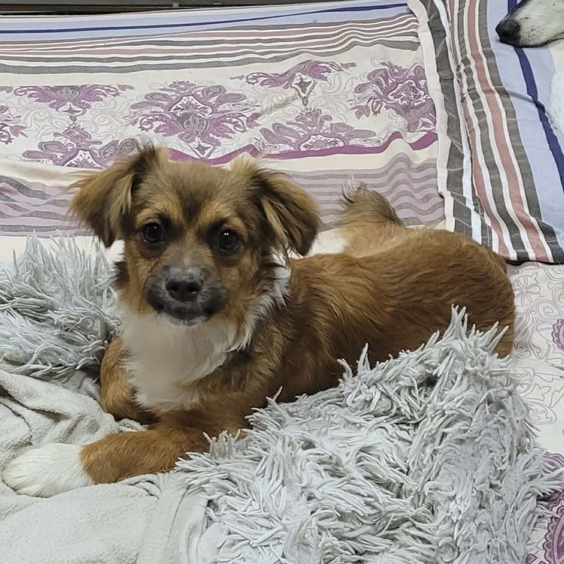 Walter, adopterad via Ohana