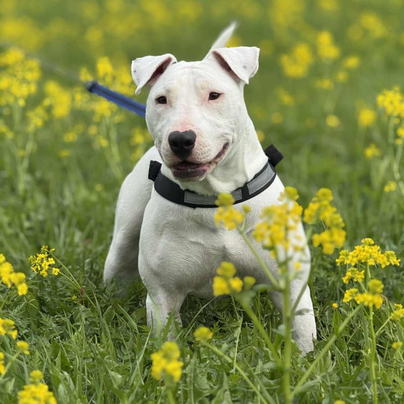 Zeky, adopterad via Ohana