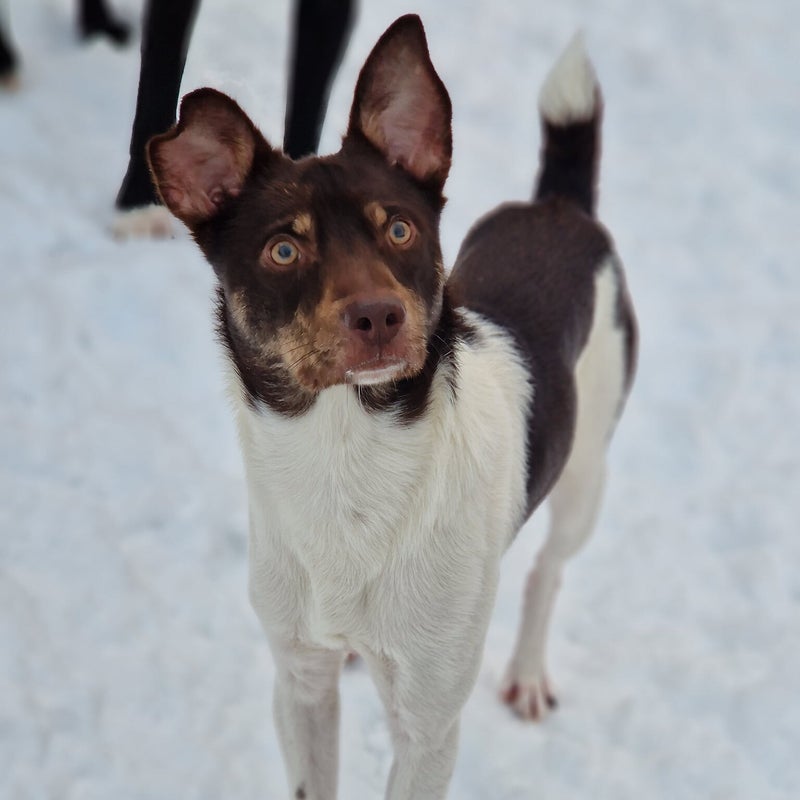Zigge, adopterad via Ohana
