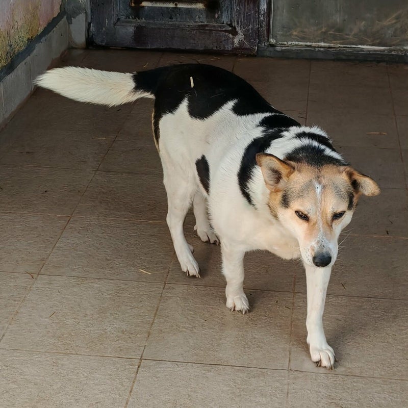 Ziu (Lottie), adopterad via Ohana