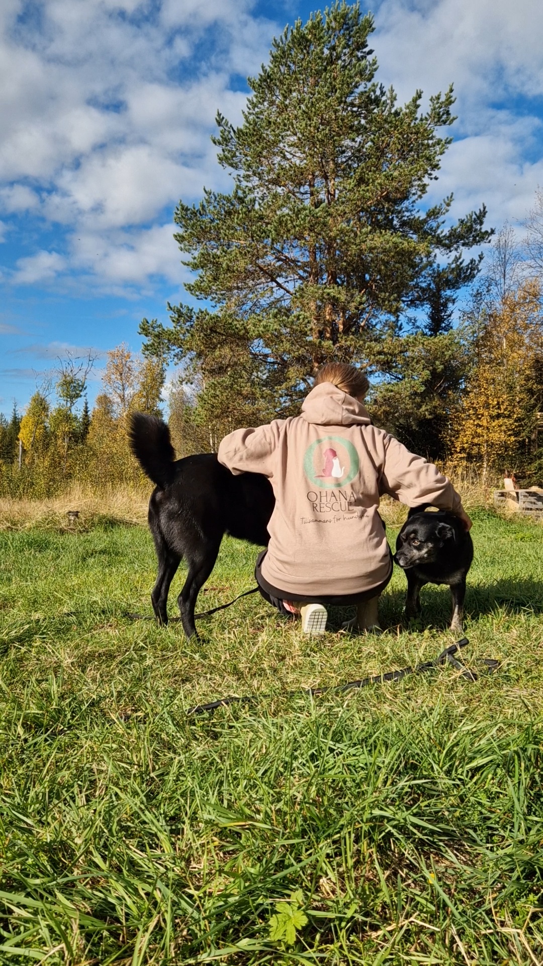 En person i Ohana Rescue-tröja sitter med två hundar i gräset en solig höstdag