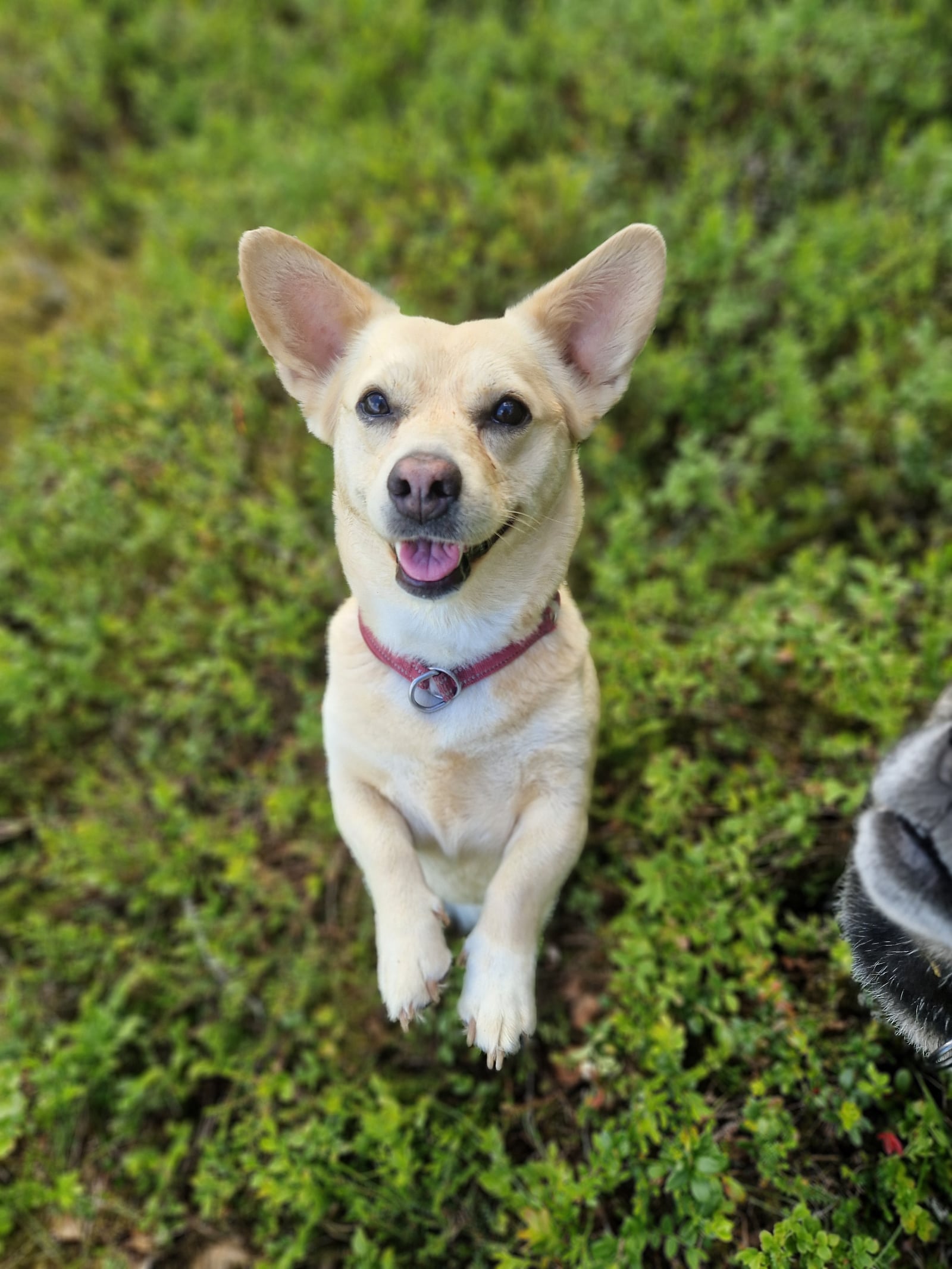 Nala sitter utomhus och tittar in i kameran